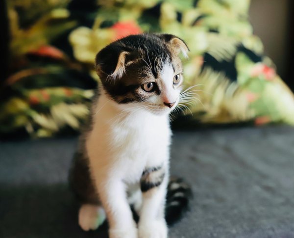 Pourrait-on dire que les chats ont un sixième sens ? Analysez avec nous ce phénomène mystérieux !