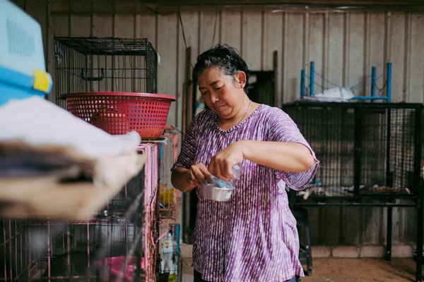 Quels sont les signes de stress chez un chat de race Abyssin et comment y répondre ?