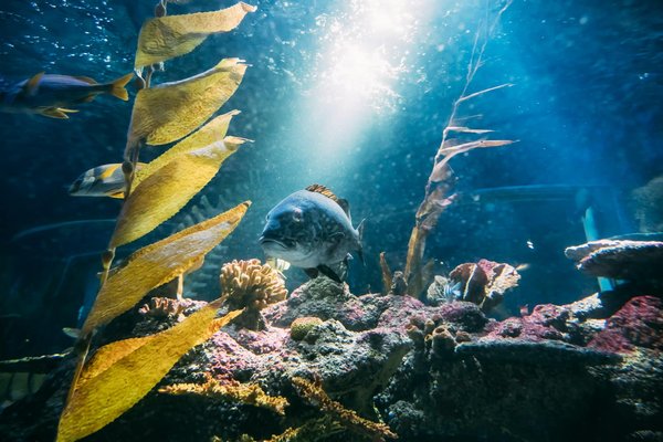 Comment améliorer la qualité de l'eau dans un aquarium de poissons exotiques?