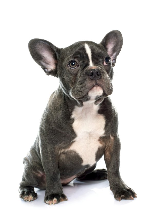 Découvrez les tendances incontournables pour les bouledogues français