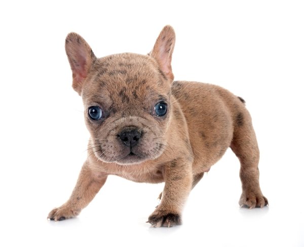 Guide complet pour choisir un bouledogue français idéal